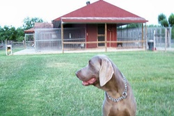 doggy daycare in south padre island texas