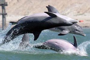 dolphin watching south padre