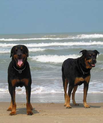dogs in south padre