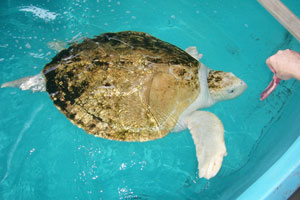 sea turtles south padre