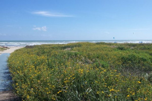 Pet friendly by owner vacation rental in South Padre island